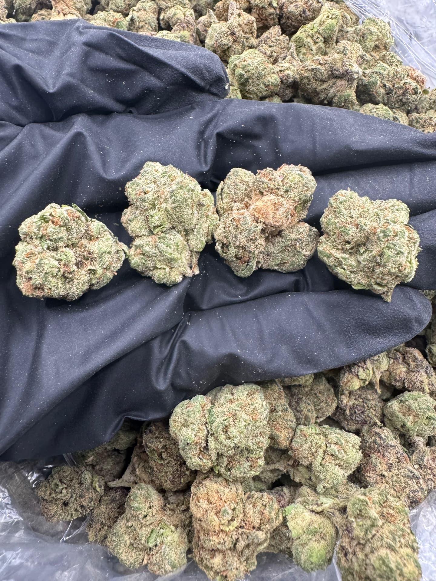 Candy Land