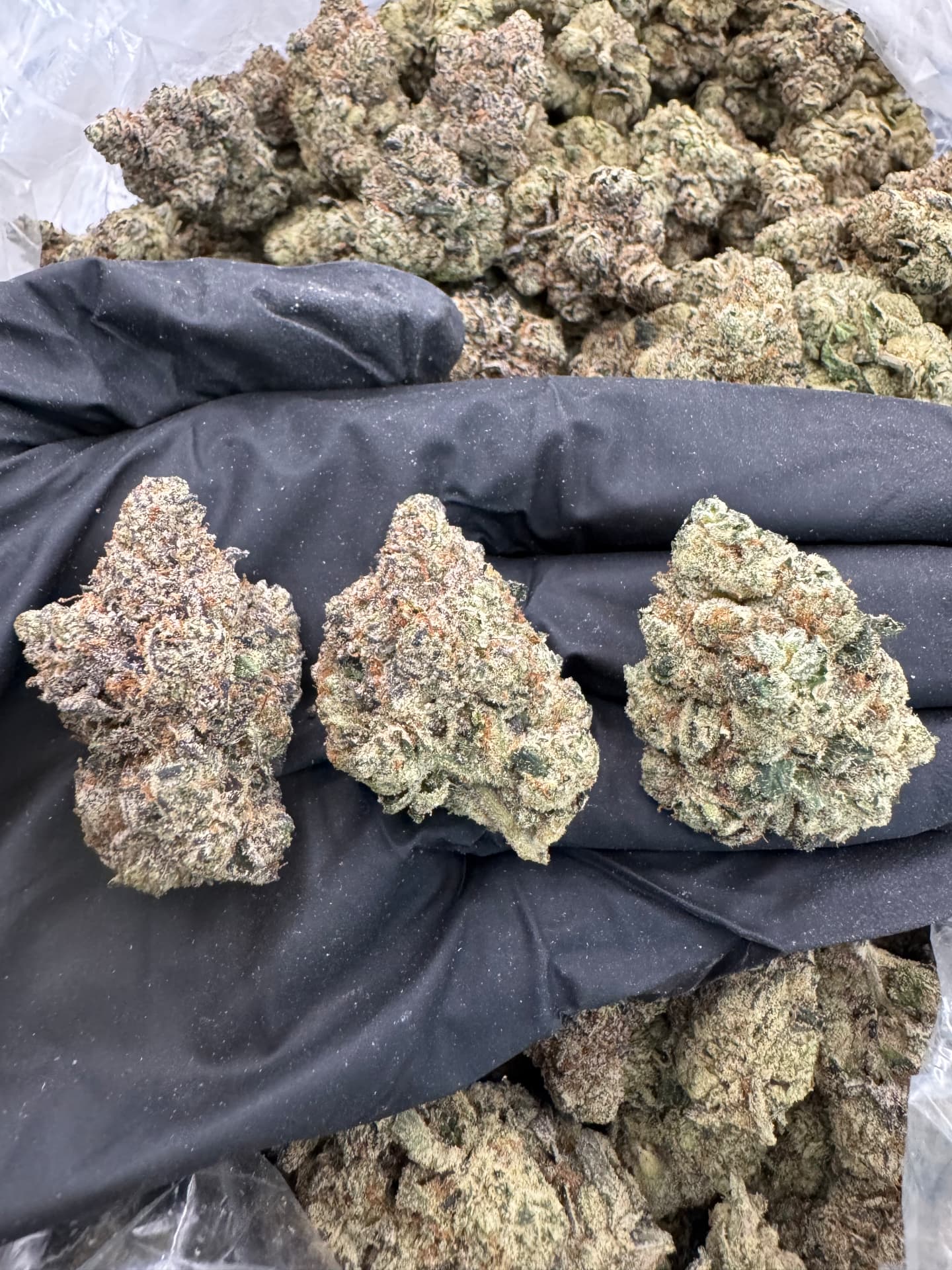 Exotic Skittlez 🍬