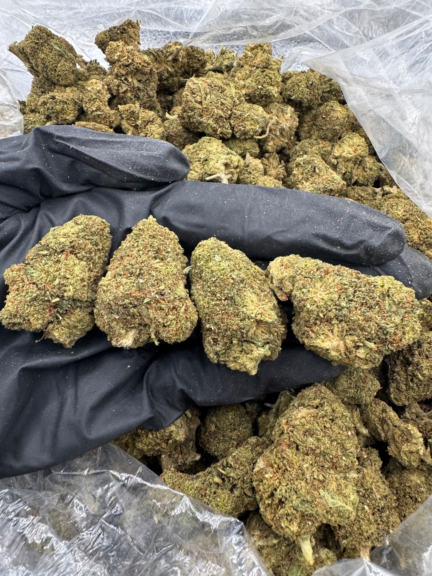 Jet Fuel Gelato