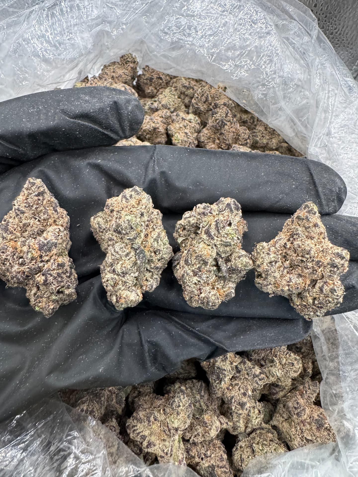 Exotic Cookies 🍭