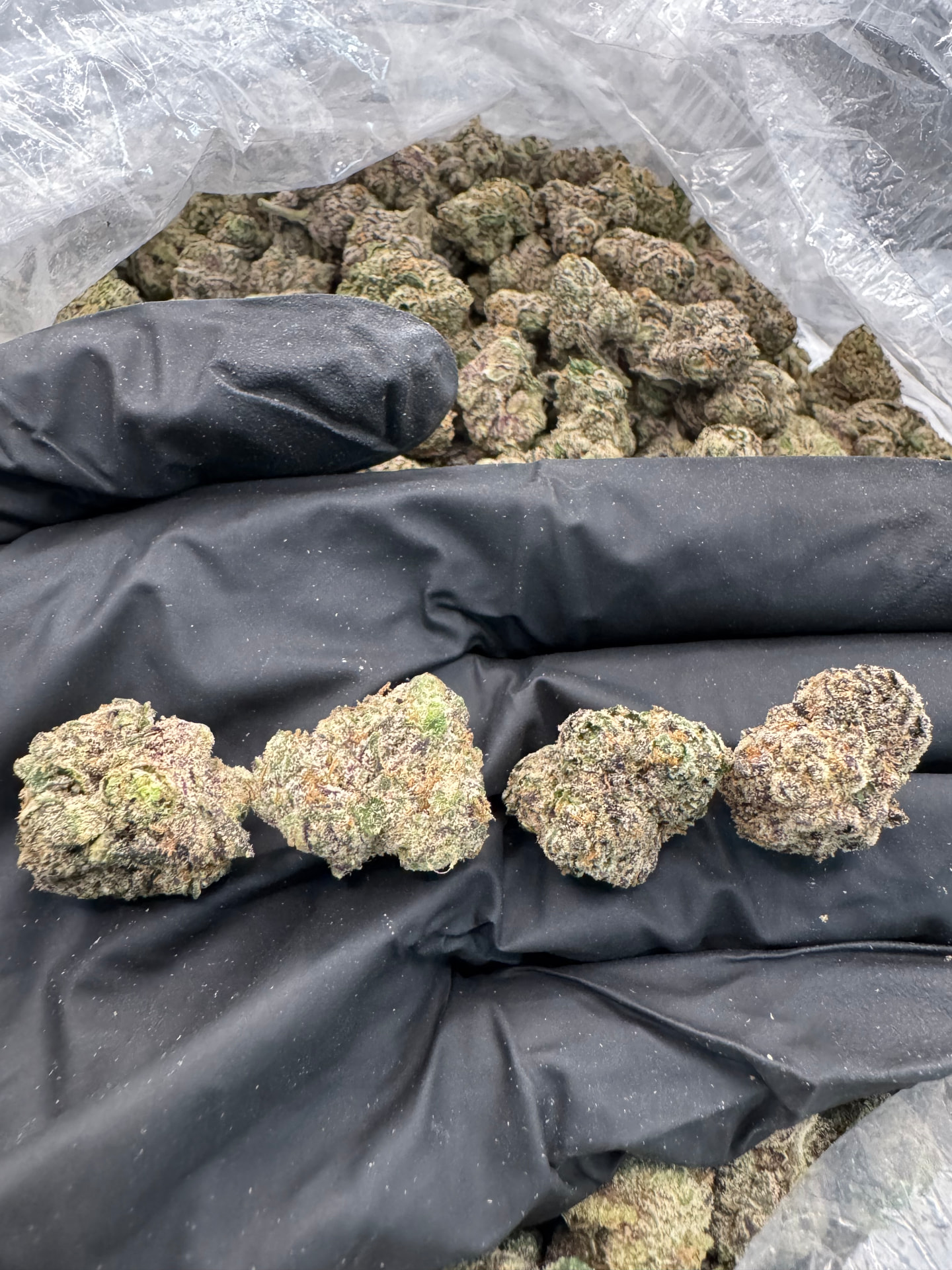 Purple Candy Taiz 🍭
